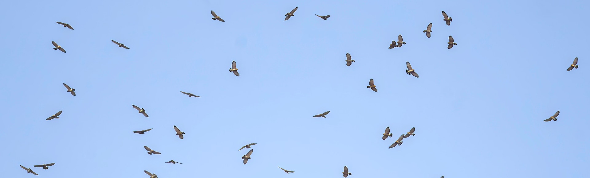 A large group of Broad-winged Hawks flying across a blue sky, viewed from far away.